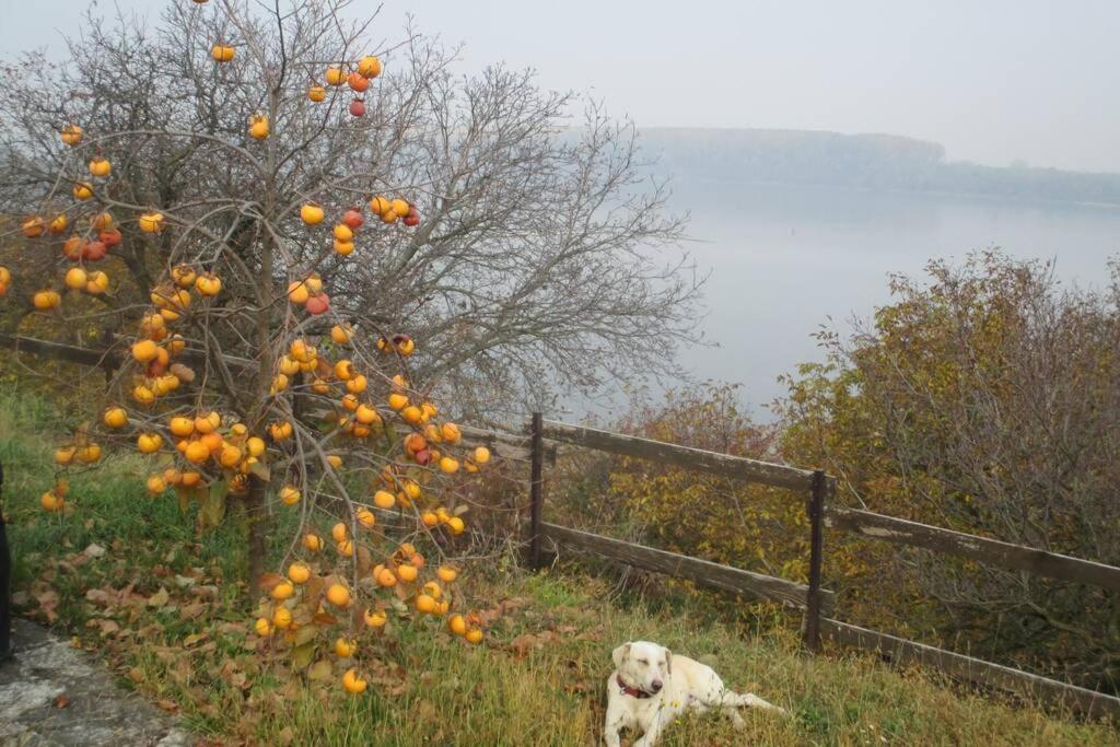 Villa Kornelija Stari Slankamen Bagian luar foto
